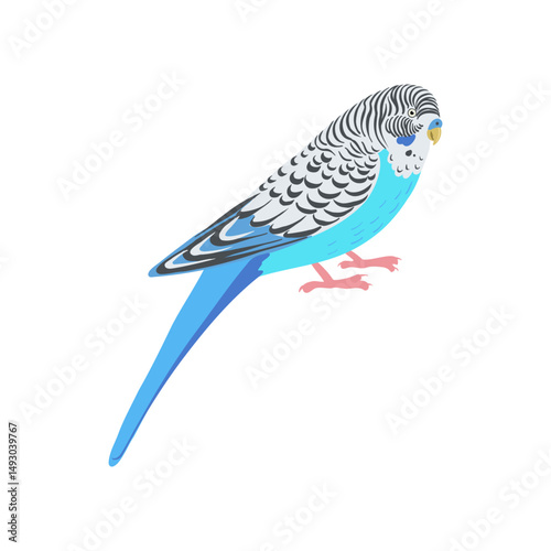 vector drawing bird, budgerigar, hand drawn shell parakeet, isolated nature design element