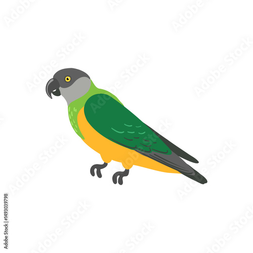 vector drawing bird, hand drawn senegal parrot, isolated nature design element