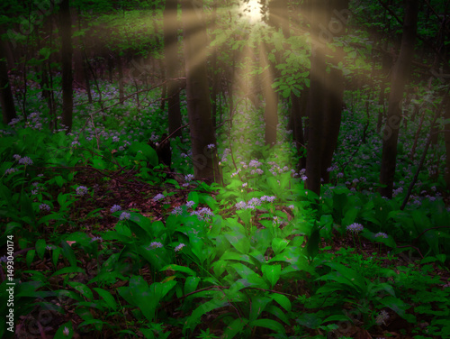 Broad leaf trees forest at spring daylight