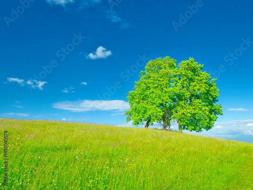 Green meadow at spring daylight