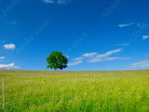 Green meadow at spring daylight