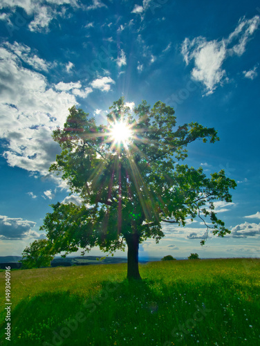 Green meadow at spring daylight