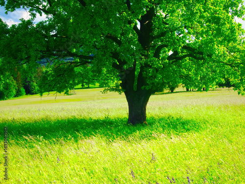 Green meadow at spring daylight