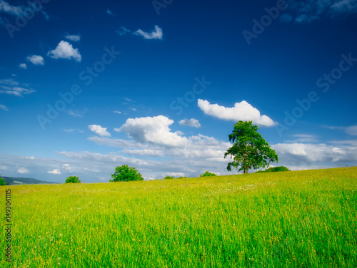 Green meadow at spring daylight