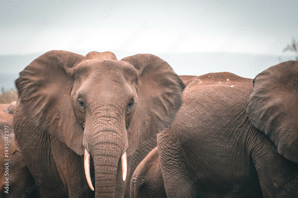 Obraz premium Elephant Family - Safari South Africa