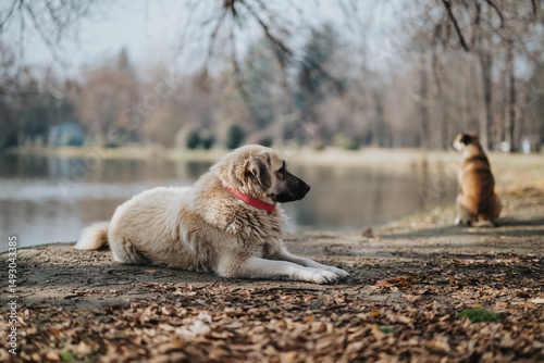 Canvas Print Two dogs repose near a tranquil lake, surrounded by autumn leaves and bare trees