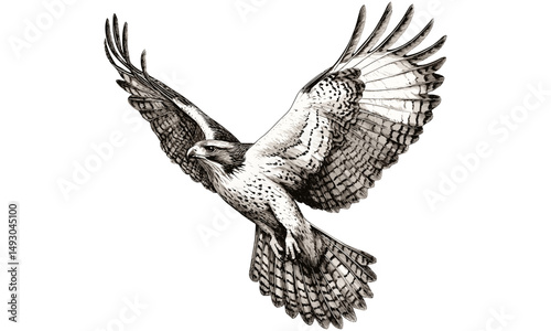 Hand-drawn Hawk Illustration, Vintage Bird of Prey Etching, Monochrome Falcon Print, Rustic Nature Wall Art, Scientific Falconry Drawing, Black Sketch, Old Engraving Style