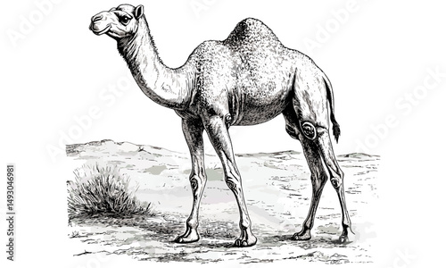Vintage Camel Engraving, Monochrome Desert Animal, Safari Wildlife Sketch, Rustic Nature Illustration, Wild Mammal Line Art, Travel Lover Gift, Antique Etching