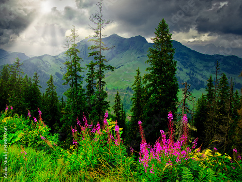 Colorful mountain meadow flowers during summer day near Saalbach Hinterglemm Leogang ski resort, green meadows, mountains, dramatic sky, clouds, Creative post processing
