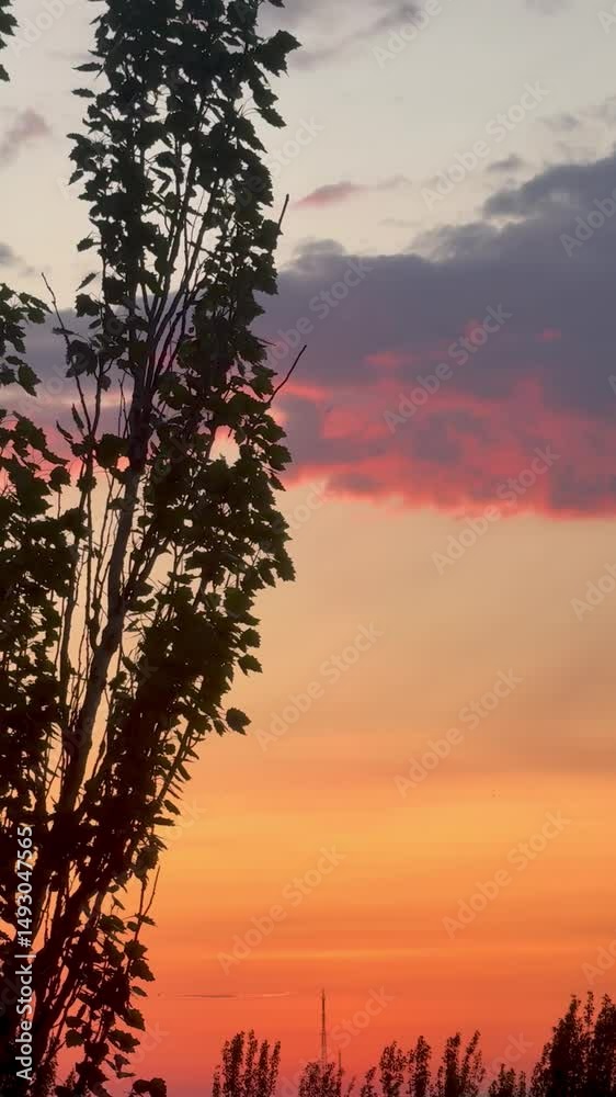 Sunset Glow Framed by Tree Silhouettes