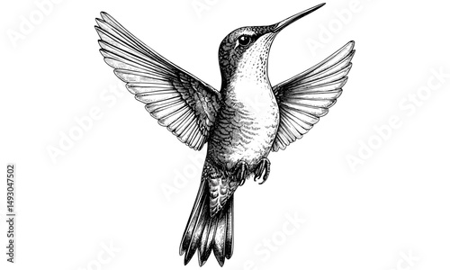 Intricate engraving hummingbird in flight, vintage ornithology line art, monochrome wildlife etching, detailed bird illustration, nature fauna sketch, old engraving style, classic art