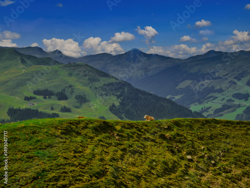 Cows in mountains near Saalbach Hinterglemm Leogang ski resort during summer day , Creative post processing