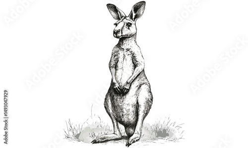 Vintage Kangaroo Engraving, Australian Wildlife Drawing, Hand-etched Monochrome Art, Rustic Wall Print, Animal Line Sketch, Nature Illustration, Old Engraving Style, Minimalist