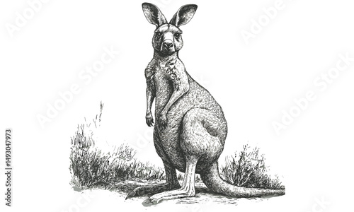 Hand-etched Kangaroo Sketch, Vintage Australian Wildlife, Rustic Animal Line Art, Black and White Engraving, Nature Wall Decor, Monochrome Illustration, Elegant Wildlife Print
