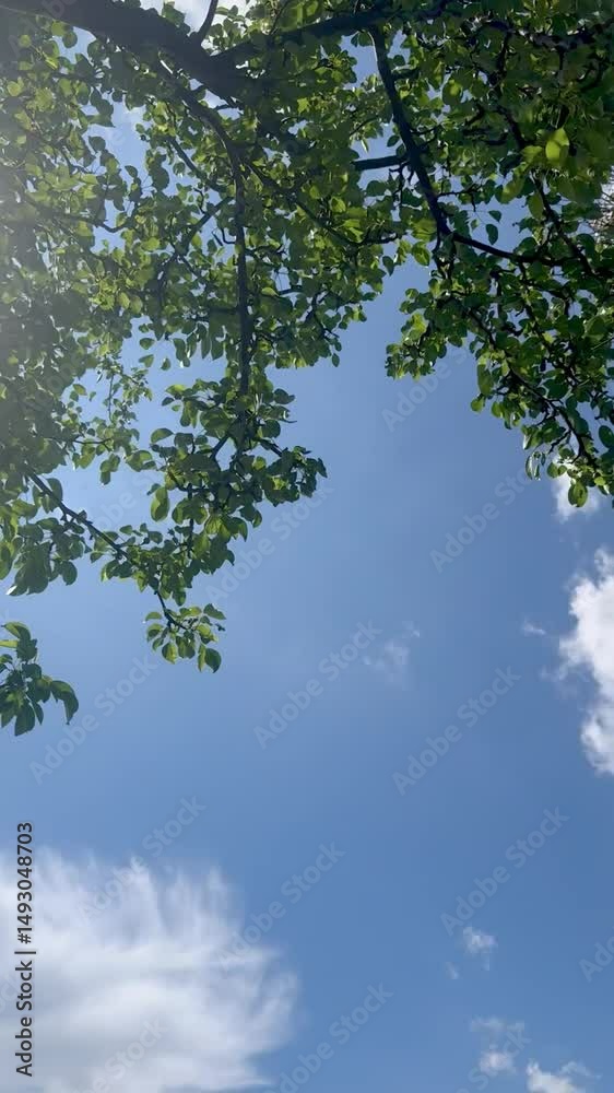 Sunlit Green Branches Against Blue Sky