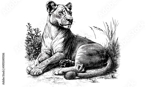 Wild Cat Engraving, Lioness Illustration, Hand-drawn Safari Animal, Monochrome Rustic Print, Nature Study Wall Art, Vintage Black Sketch Style, Retro Animal Decor