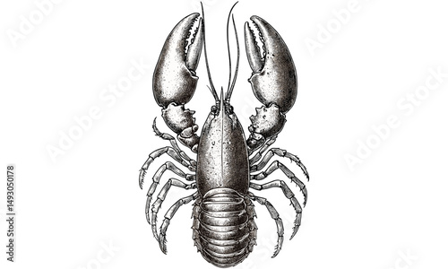 Crustacean Lobster Illustration, Monochrome Vintage Ocean Sketch, Hand-drawn Marine Etching, Rustic Seafood Wall Art, Black Line Climbing Animal, old nautical wildlife drawing