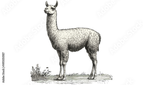 Llama Standing Upright, Hand-drawn Illustration, Vintage Farm Animal Drawing, Rustic Nature Art, Black Sketch Effect, Old Engraving Style, Antique Wildlife Wall Decor, country home wall art