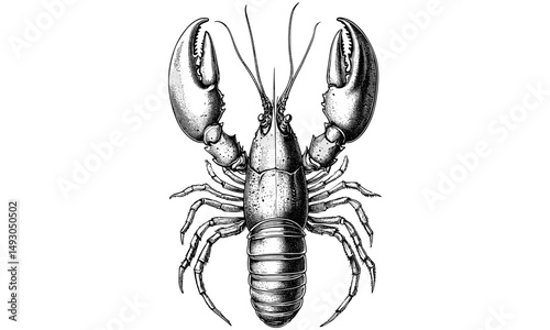 Vintage Lobster Line Drawing, Crustacean Climbing Sketch, Rustic Marine Animal Artwork, Detailed Ocean Life Etching, Monochrome Black Ink Illustration, antique seafood wall print