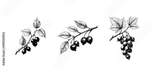 Black currant branch with leaves and berries in black ink sketch  