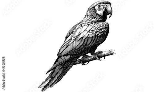 Vintage Bird Line Art, Macaw Sitting Still, Tropical Wildlife Illustration, Hand-drawn Engraving, Rustic Wall Decor, Black Sketch, Monochrome Parrot Drawing, Exotic Animal Print