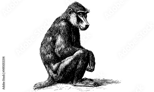 Vintage Mandrill Illustration, Sitting Upright Primate, Black Sketch Effect, Old Engraving Style, Exotic Wildlife Print, Antique Animal Art, Hand-drawn, trendy wall decor for nature lovers