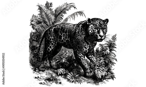 Jaguar Walking in Jungle Vintage Engraving, Monochrome Animal Line Art, Detailed Wildlife Etching, Rustic Nature Print, Exotic Fauna Sketch, Old Style Illustration, Trendy Safari Design