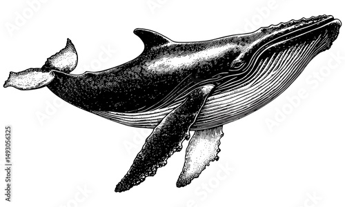 Vintage Whale Engraving, Hand-drawn Monochrome Ocean Mammal Line Art, Nautical Nature Illustration, Sea Creature Print, Old Style Etching, Marine Wildlife Sketch, Trending Art
