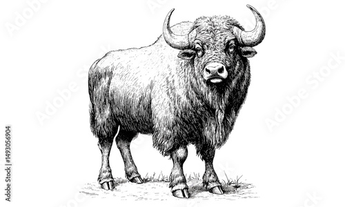 Musk Ox Standing Calmly, Vintage Natural Illustration, Traditional Engraving Style Line Drawing, Monochrome Fur Texture Sketch, Northern Wildlife Art, Rustic Wall Print