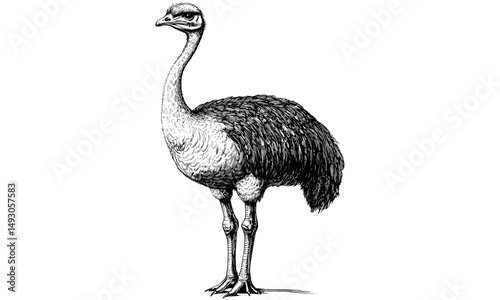 Ostrich standing tall, hand-drawn illustration, vintage animal drawing, old engraving style, black sketch effect, rustic wildlife print, antique safari bird art, classic nature artwork