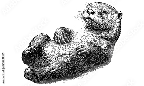 Otter laying on back, vintage aquatic animal art, hand-drawn illustration, old engraving style, black sketch effect, rustic wildlife drawing, antique wall decor, trendy nature art print