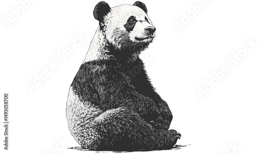Vintage monochrome panda sitting, detailed line drawing in old engraving style, endangered species wildlife sketch, rustic nature print, scientific animal illustration, trendy vintage nature decor