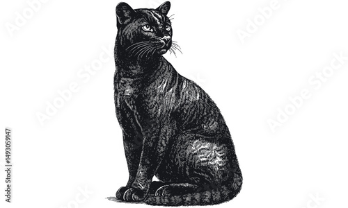 Monochrome Panther Drawing, Old Engraving Style, Scientific Sketch of Jungle Cat, Hand-drawn Wildlife Art, Vintage Illustration, Upright Big Cat, classic animal decor, etching print