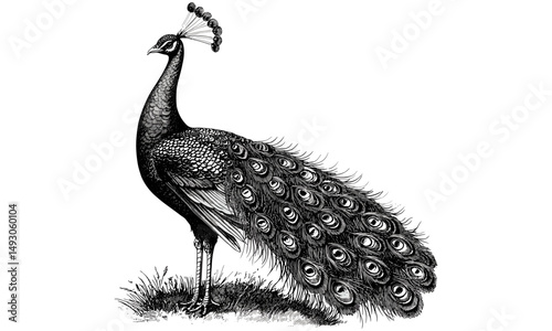 Vintage peacock side view, old engraving style illustration, hand-drawn black sketch, antique wildlife art, rustic decor, exotic bird print, vintage animal drawing, trendy nature wall art