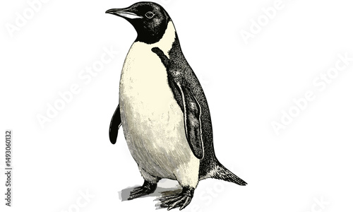 Penguin walking on ice, hand-etched Antarctic animal illustration, vintage marine fauna drawing, monochrome wildlife etching, rustic animal print, cold climate decor,