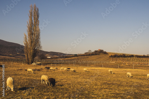 Weingärten bei Traiskirchen