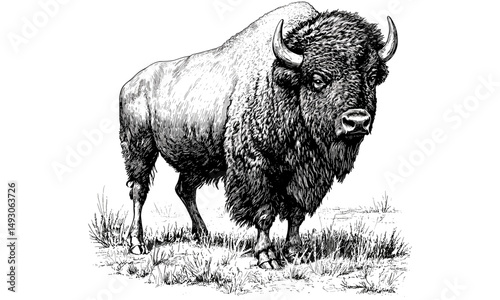 Vintage Bison Line Drawing, Rustic Prairie Wildlife Sketch, Antique Mammal Engraving, Nature Etching in Monochrome, Old Style Animal Illustration, black and white ink art,