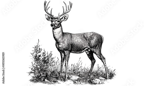 Vintage Wildlife Etching, Retro Engraving of Deer in Meadow, Monochrome Mammal Line Art, Detailed Nature Illustration, Rustic Fauna Drawing, Antique Animal Print, old engraving style