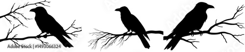 The silhouette of a raven perched on a bare branch is a modern design symbolizing the ominous and mysterious atmosphere of Halloween