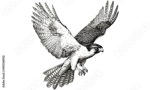 Vintage Falcon Engraving, Monochrome Bird of Prey Line Art, Rustic Fauna Drawing, Detailed Nature Illustration, Antique Animal Print, Old Engraving Style, Wildlife Etching