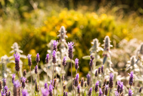 Lavande en fleur en premier plan dans paysage floral