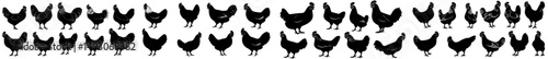 Domestic poultry is represented by the black silhouettes of a chicken and a rooster