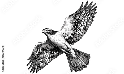 Retro hawk engraving, vintage monochrome bird of prey illustration, detailed wildlife etching, old engraving style, rustic fauna drawing, vintage animal sketch, trendy nature wall art,