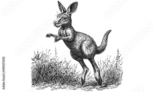 Vintage Kangaroo Jumping Engraving, Monochrome Mammal Line Art, Detailed Nature Illustration, Rustic Fauna Drawing, Antique Animal Print, Wildlife Etching, old engraving style