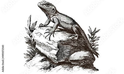 Retro Monochrome Lizard Illustration, Vintage Wildlife Etching, Rustic Rock Reptile Drawing, Detailed Nature Sketch, Antique Animal Print, old engraving style, trendy natural history art