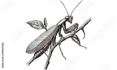 Retro Mantis Engraving on Branch, Vintage Fauna Etching, Monochrome Insect Line Art, Detailed Wildlife Illustration, Rustic Insect Print, Antique Nature Drawing, black sketch
