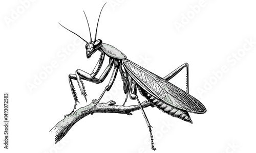 Vintage Mantis Line Art, Retro Insect Engraving, Detailed Wildlife Illustration, Monochrome Fauna Etching, Rustic Nature Drawing, Antique Insect Print, black sketch, classic insect art