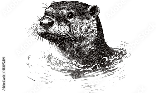 Vintage Otter Swimming Engraving, Monochrome Mammal Line Art, Rustic Wildlife Etching, Detailed Nature Illustration, Antique Animal Print Black Sketch, old engraving style