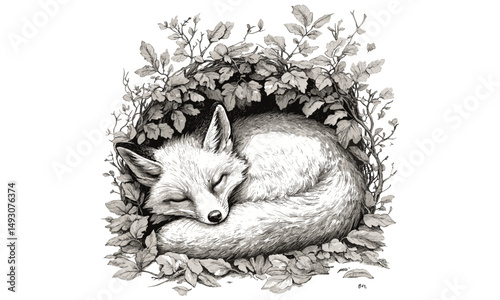 Hand-drawn Sleeping Fox Illustration, Old Engraving Style, Black Sketch Effect, Vintage Animal Drawing, Cozy Woodland Wall Art, Antique Nature Print, Forest Wildlife Sketch