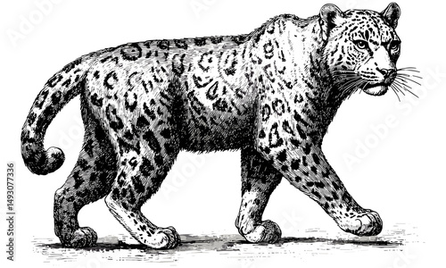 Snow Leopard Walking Gracefully, Vintage Mountain Cat Drawing, Hand-drawn Illustration in Old Engraving Style, Rustic Wildlife Art, Black Sketch Effect, Antique Wall Decor, nature art print